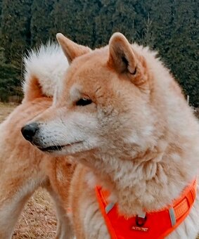 Shiba Inu + Nowy miot + Rezerwacja szczeniąt - 5