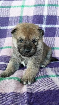 Shiba Inu + Nowy miot + Rezerwacja szczeniąt - 5