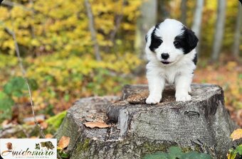 Border collie szczenięta hodowla Anidamara FCI - 5