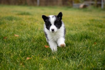 Border collie szczenięta hodowla Anidamara FCI - 5