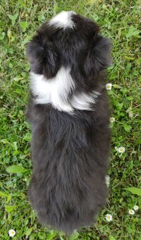 Piękny Rasowy Pies Border Collie - Szczeniak z pełną dok. z - 5