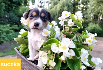 Parson Russell Terrier ZKwP FCI - 5