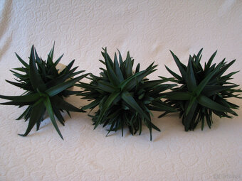 Aloes – piękna, zdrowa roślinka o właściwościach leczniczych - 5