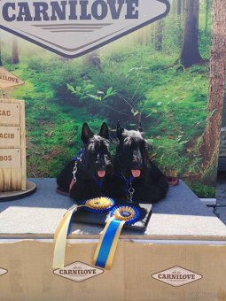 Skotský teriér - scottish terrier - 5