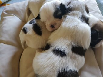 Suczki mieszanka (shih-tzu-pekinczyk) - 5