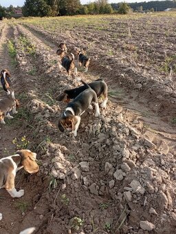Beagle szczenięta - 5