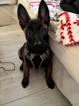 Owczarek belgijski malinois - 5