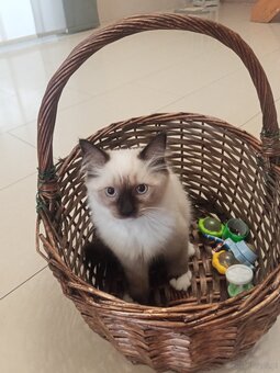 Kocurek Ragdoll LATTE FPL - 5