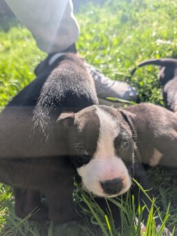 Szczeniaczki Amstaff - 5