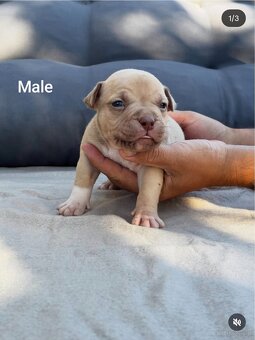 American Bully Pocket - 5
