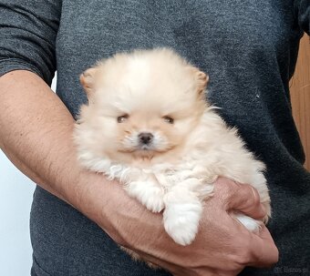 Štěňátka pomeranian s PP FCI - 5