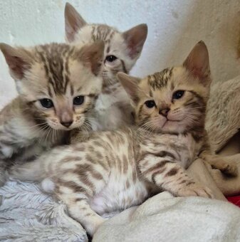 Bengal koty - 5