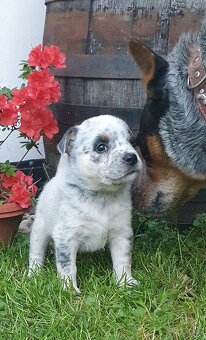 Australijski pies do bydła  - Blue Heeler - 5