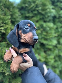 Piękny piesek jamnik standard z rodowodem - 5