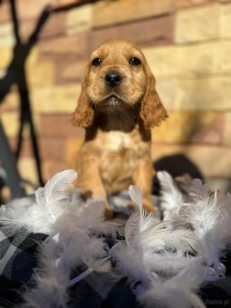 Śliczny piesek Cocker Spaniel Angielski złoty rodowód - 5