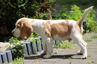 Szczeniaczek Beagle piesek po Championie Polski ZKwP - 5