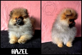 Szpic Miniaturowy, Pomeranian - 5