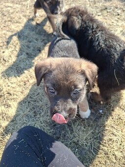 Oddam szczeniaczki za darmo - 5