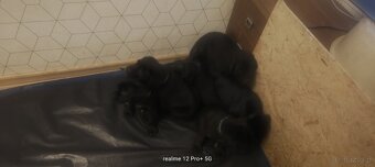 Cane Corso Italiano Miot A - 5