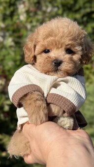 Wspaniałe szczenięta rasy Maltipoo.
- 5