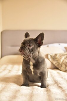 Buldog francuski sunia lilac - 5