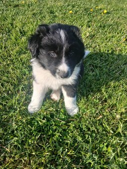 Border Collie - 5