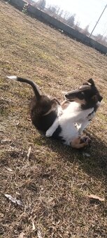 Szczeniaki owczarek szkocki - 5