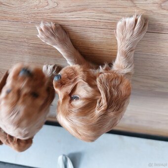 Cocker spaniel angielski - 5