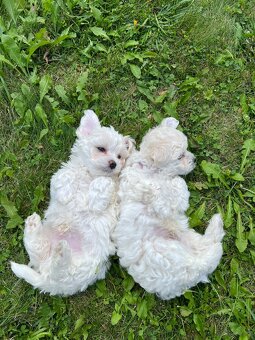 Szczeniaki maltipoo maltańczyk chłopcy - 5