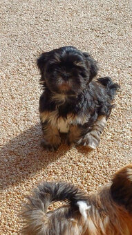 Szczenięta Lhasa Apso na sprzedaż - 5