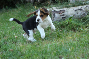 Piesek Beagle ZKwP (FCI) po Championie - 5