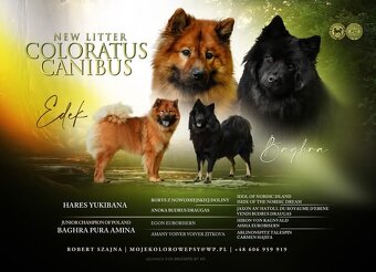 Szczeniaki Eurasier - 5