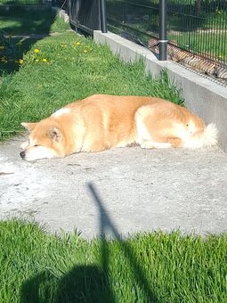 Szczeniak Akita Inu - 5