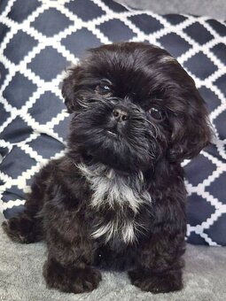 ShihTzu piesek Gotan - 5