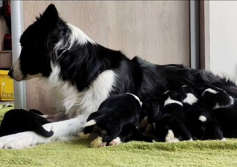 Szczeniak BORDER COLLIE z prof. Hodowli, Pies z pełną dok. - 5
