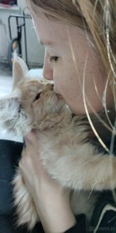 Maine Coon kocięta - 5