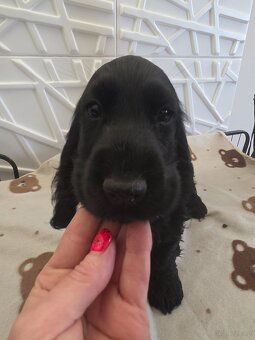 Cocker spaniel angielski Moris Mambo - 5