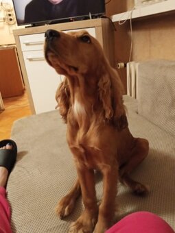 Cocker Spaniel Angielski - 5