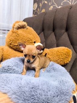 Szczeniaki rasy chihuahua - 5