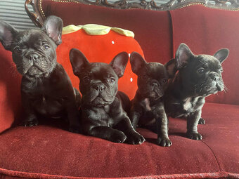 Buldog francuski - 5