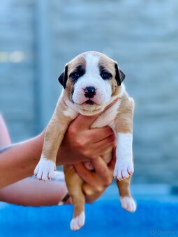 Szczenięta Amstaff - 5