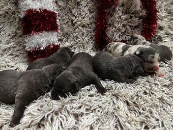 American bully XL s PP - 5