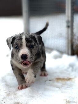 American bully XL s PP - 5