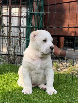 Owczarek środkowoazjatycki alabai - 5