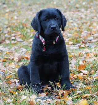 Labrador retriever,   czarny piesek ZKwP/ FCI - 5