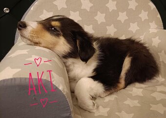 Owczarki szkockie - 5