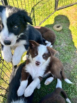 Brązowo biała Suczka - 5