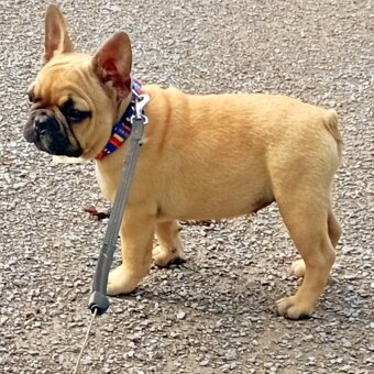 Buldog francuski - suczka ZKwP FCI - 5