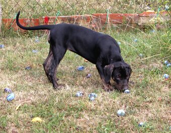 Loisiana Catahoula s pp Słowacja - 5
