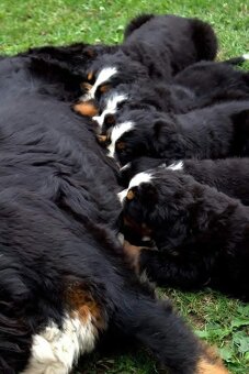 Bernenski Pies Pasterski - 5